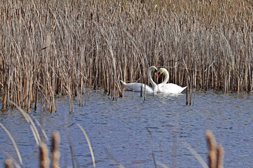 Białe łabędzie na jeziorze © Edward
