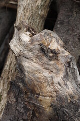 Korzeń drzewo drewno tło - obrazy, fototapety, plakaty