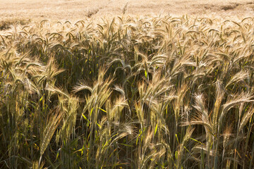 zboże przed żniwami © qrrr