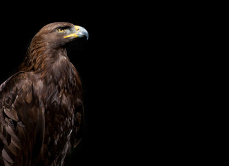 Close up of Golden Eagle head on the black background