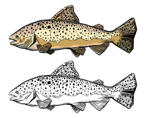Realistic sketch drawing of trout fish. Hand drawn vector illustration in vintage style. Set of contour and color element isolated on white. For fishing design, decor, print, sticker, poster, t shirt.