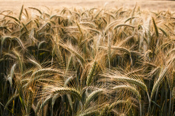 Delikatne kłosy zbożowe  © qrrr