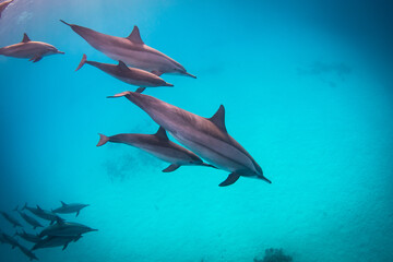 Fototapeta premium A family of dolphins