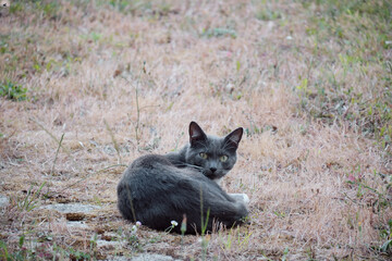 Chat gris race chartreux .