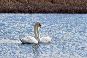 Para białych łabędzi na jeziorze © Edward