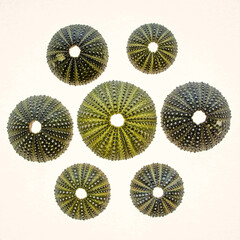 collection of green sea urchins on back lighted white background