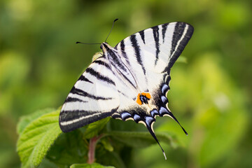 one beautiful butterfly sitting on green leaves