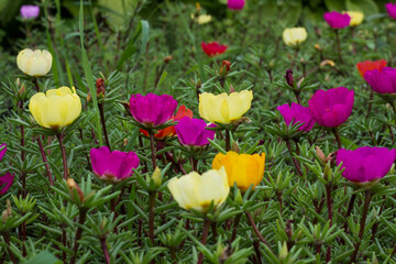 Common Purslane or Verdolaga or Pigweed or Little Hogweed flower in the garden