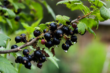 Black berries currant with green leaves on the branch