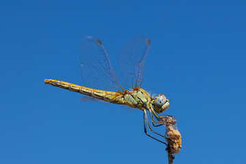 Yellow dragonfly in their natural environment.