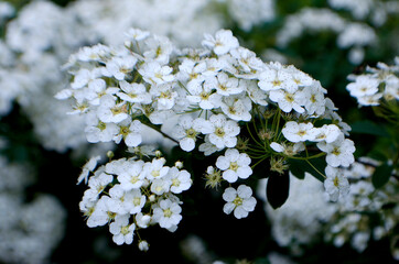 Bright white bridal wreath flowers in the spring garden.