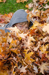 Young boy peaks playfully from beneath a pile of autumn leaves.