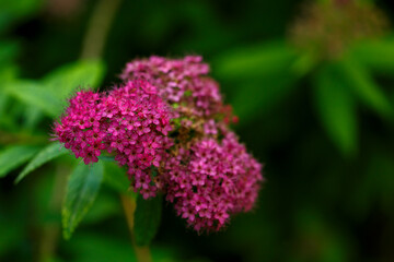 Blooming Spiraea Japonica in a botanical garden