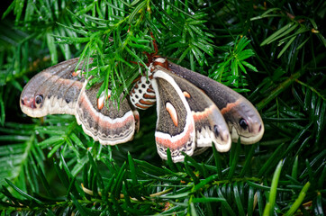 Two Cecropia Moths mating on a yew tree in the spring.