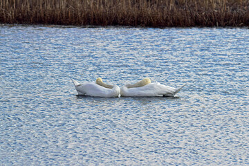 Para białych łabędzi na jeziorze © Edward