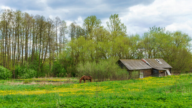 Wooden abandoned traditional Slavic houses and horse in the village in Belarus. Countryside concept.