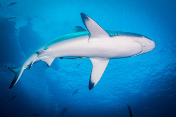 Shark in Australia