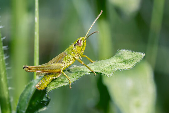 Chrysochraon dispar, large gold grasshopper, male. Place for text.