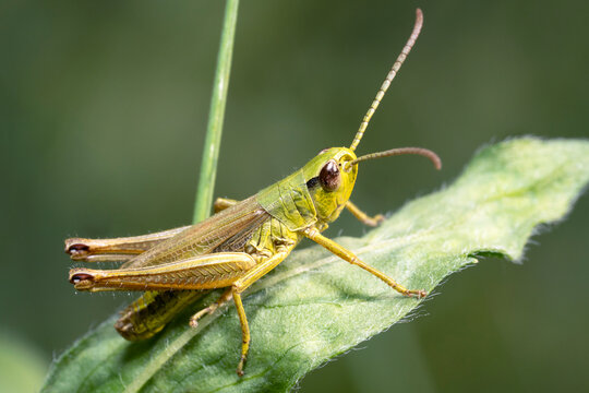 Chrysochraon dispar, large gold grasshopper, male. Place for text.