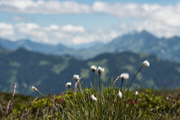 Blumen von den schweizer Bergen