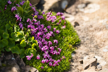 Obraz premium Blumen von den schweizer Bergen