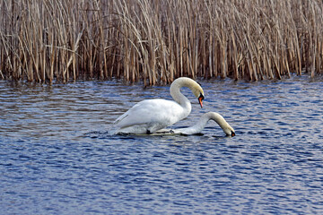 Para łabędzi na jeziorze © Edward