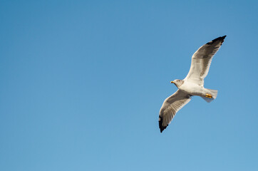 seagull