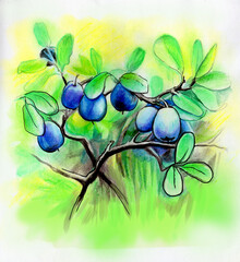 illustration blueberry berries branches pattern
