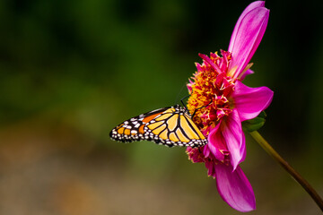 butterfly on flower