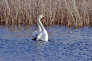 Para łabędzi na jeziorze © Edward