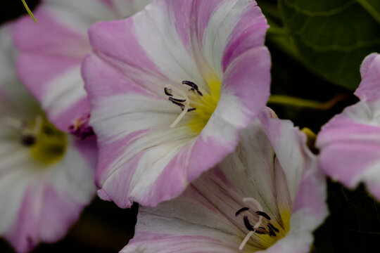 Ackerwinde im Garten
