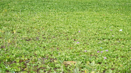 Ipomoea pes-caprae flower, also known as bayhops, is a beach vines