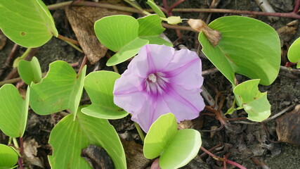 Ipomoea pes-caprae flower, also known as bayhops, is a beach vines