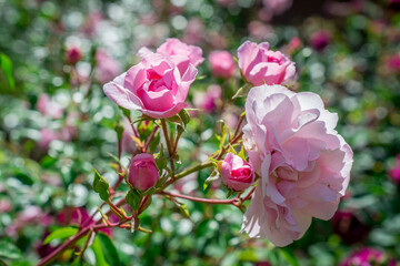 pink and white flowers