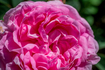 close up of pink rose