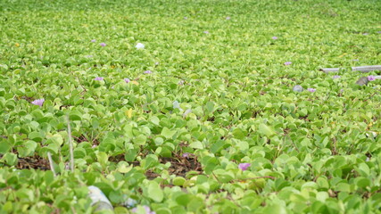 Ipomoea pes-caprae flower, also known as bayhops, is a beach vines