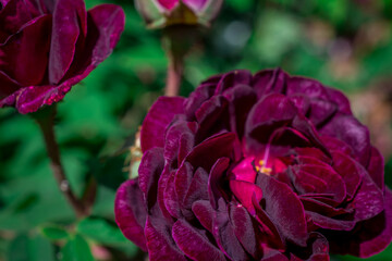 red rose in the garden