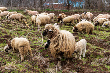 Obraz premium Sheep herd grazing in green meadowrural, lamb, victim, turkey, springtime, sideways glance, rural scene, rock - object, photography, pasture, outdoors, no people, nature, moving activity, milk, meat, 