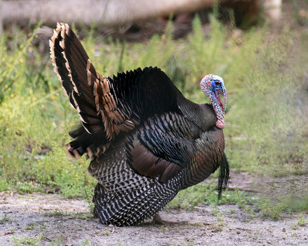 Wild Turkey bird stock photos.  Image. Portrait. Picture.  Close-up profile view. Fan out tail feathers.