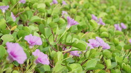 Ipomoea pes-caprae flower, also known as bayhops, is a beach vines