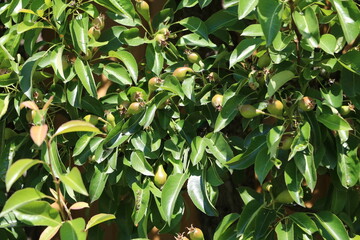 Pear tree with young fruits