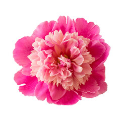 Isolated pink peony flower close-up on a white background