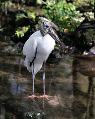 Wood Stork bird stock photos.  Wood Stork close-up profile view standing in the water with background. Wood stork picture. Wood stork image. Wood stork portrait.
