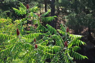 fern in the forest