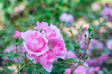 pink rose  flowers in the garden