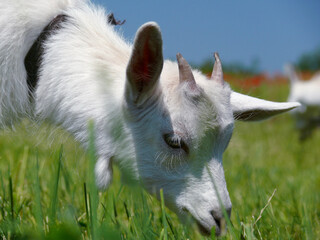 Young domestic white goat grazing grass close-up
