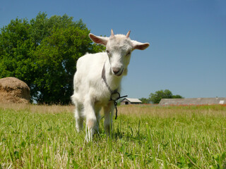Funny and playful white domestic goat on front of rural area. Farm buildings, stack of hay and large tree behind
