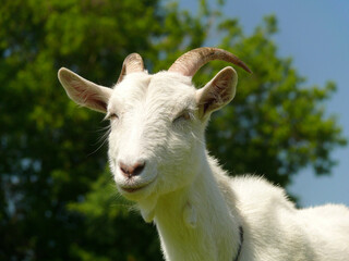 Young domestic white goat against tree on background. Closeup
