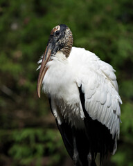 Wood Stork Bird Stock Photos.  Wood Stork Bird close-up profile-view with blur background.