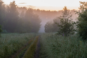 Obraz na płótnie Canvas Fog in the Park before sunrise